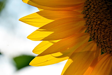 close-up photography of sunflower thumbnail