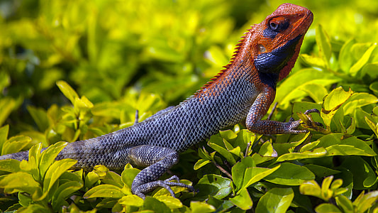 brown and grey reptile thumbnail