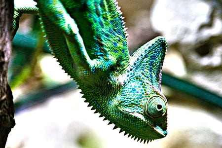 closeup photo of green chameleon thumbnail