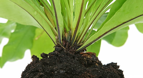 green leafed plant at daytime thumbnail