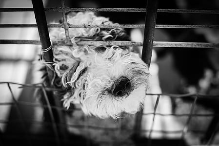 grayscale photo of dog inside cage thumbnail