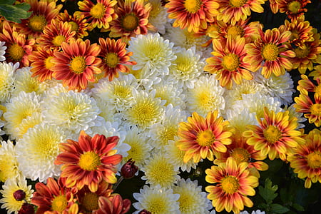 white and yellow flowering plants thumbnail