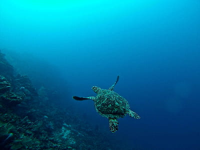 underwater photography of brown sea turtle thumbnail
