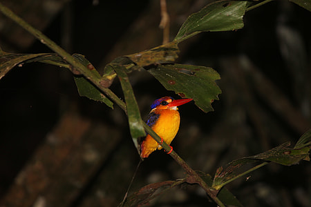 Oriental Dwarf Kingfisher, Foliage thumbnail