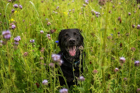 adult black Labrador retriever thumbnail
