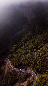bird's-eye view photo two vehicles on paved street in between of green leafed trees thumbnail