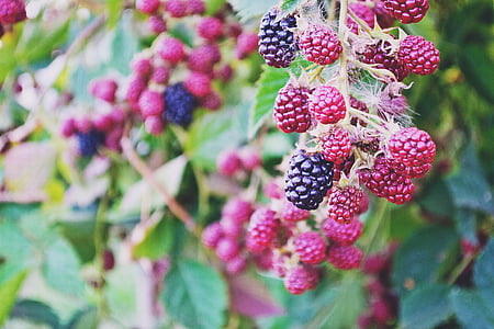 selective focus photography of red and black raspberry fruits thumbnail