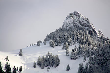 pine trees on snow mountain thumbnail