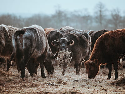 shallow focus photography of herd of cows thumbnail