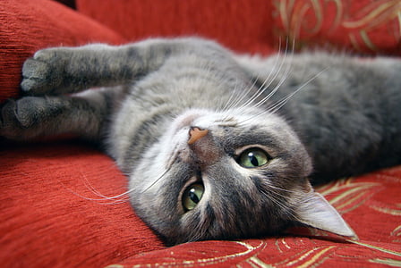 selective focus photography of gray cat on sofa thumbnail