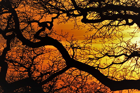 silhouette photography of tree thumbnail