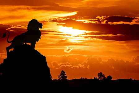 Lion standing in silhouette on rock at sunset. Photo illustration. thumbnail