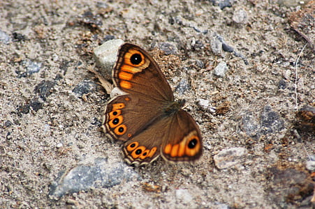 Brown and Orange Butterfly thumbnail