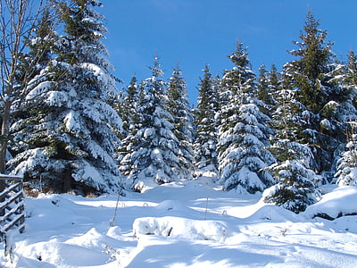 green pine trees covered with snow thumbnail