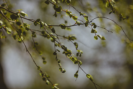 selective focus photography of green leaf thumbnail