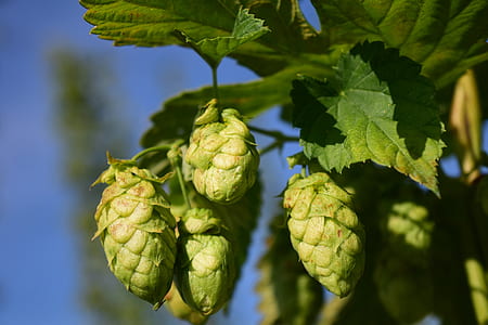 selected focus photo of green fruits thumbnail