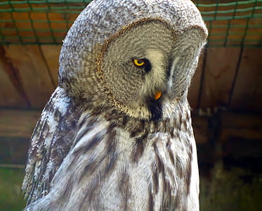 gray owl thumbnail