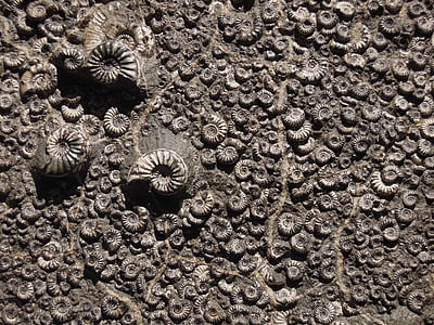 close up photography of shells thumbnail