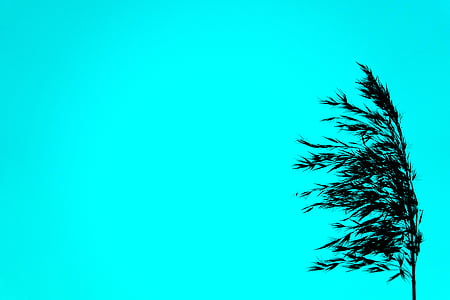 silhouette of tree with blue background thumbnail