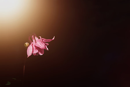 pink petaled flower thumbnail