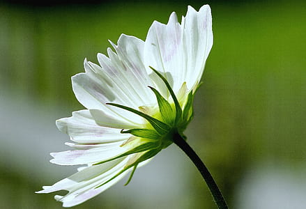 selective focus photography of white Chrysanthemum flower thumbnail
