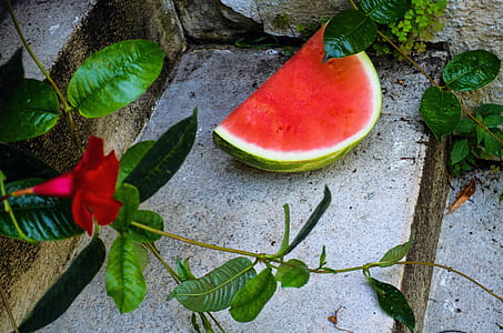 Slice Of Watermelon Beside Green Leafed Plants thumbnail