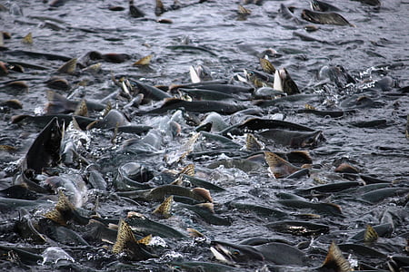 school of fish thumbnail