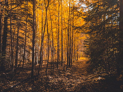 yellow leafed trees in forest at daytime thumbnail