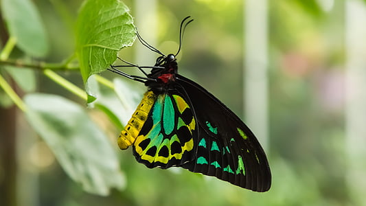 yellow, black, and green butterfly on leaf thumbnail