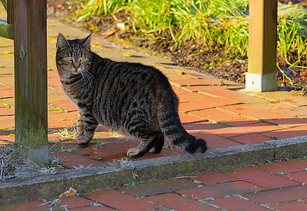 silver tabby cat on brick pavement thumbnail