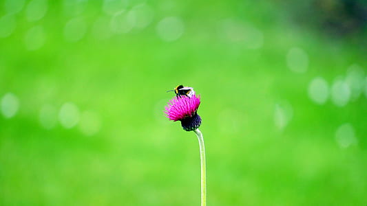 nature, field, garden, grass thumbnail