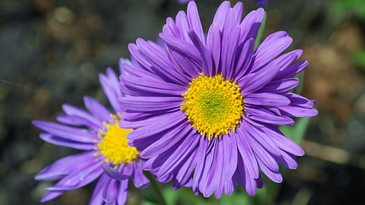 purple flowers thumbnail