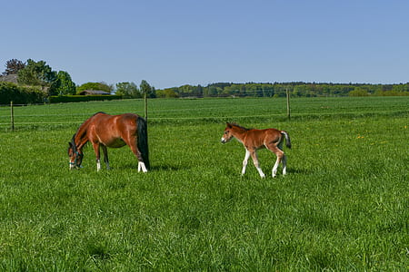 brown horse with pony on the grass field photography thumbnail