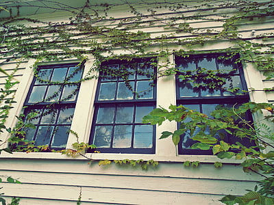 green-leafd plants on windows thumbnail