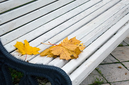 white slatted bed with yellow leaves thumbnail