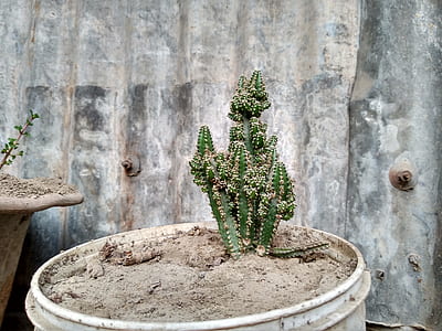 white plastic potted green cactus plant beside gray metal sheet wall at daytime thumbnail
