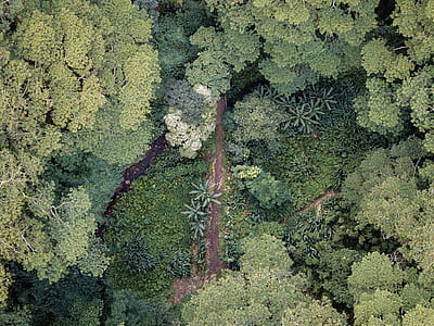 green leafed tree thumbnail