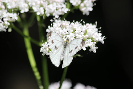 macro photo of white and brown butterfly perched on white flower thumbnail