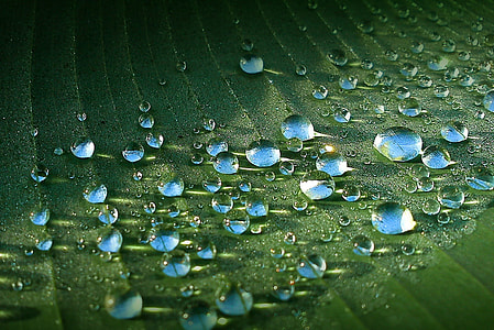 water dews on green leaf thumbnail