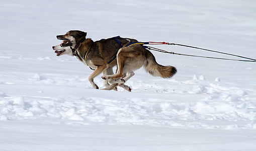 two Siberian huskies pulling sleigh on snow covered ground thumbnail