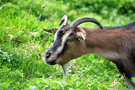 photo of beige and black goat thumbnail