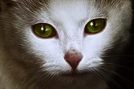 closeup photography of white and grey cat thumbnail