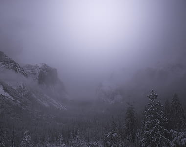 aerial photo of snow covered trees thumbnail