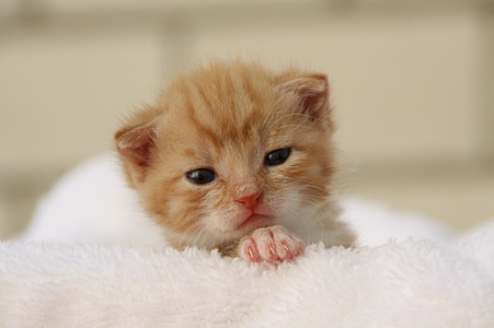 brown tabby cat on white fleece textile in close-up photography thumbnail