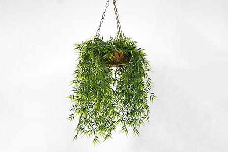 green fern plant on hanging pot thumbnail