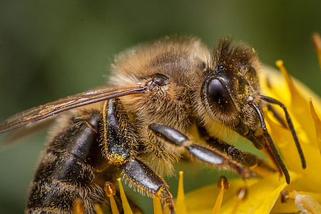 macro photography of honey bee thumbnail