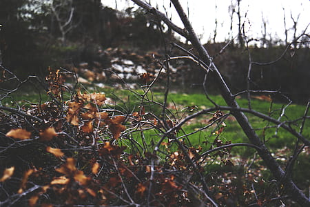 wood, landscape, nature, dry thumbnail