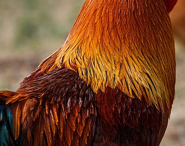 brown and orange chicken thumbnail