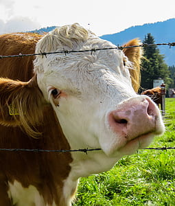brown and white cattle thumbnail