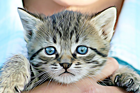 gray and white kitten illustration thumbnail